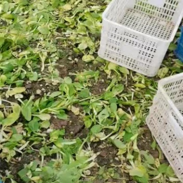 江苏南通市蔬菜批发，全国各地