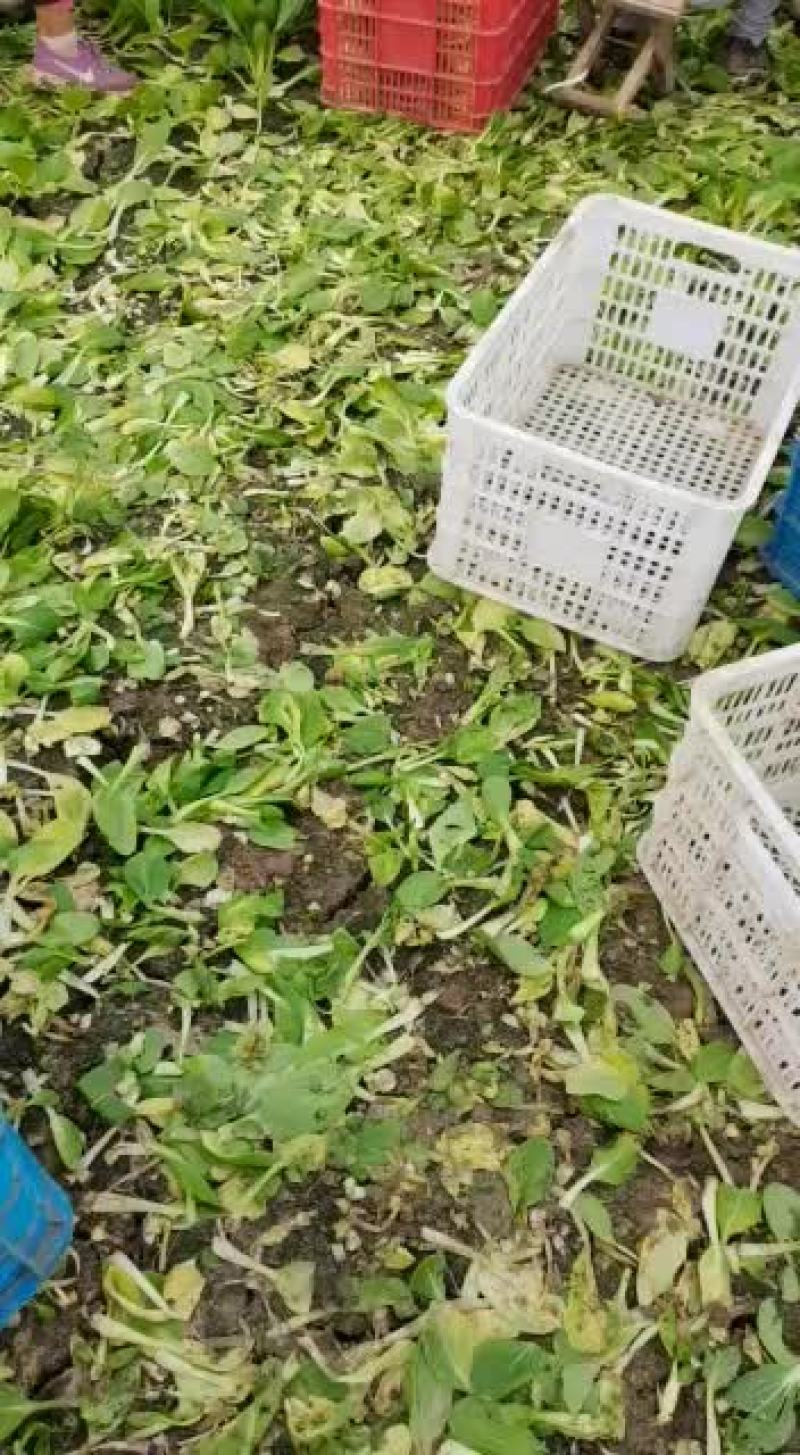 江苏南通市蔬菜批发，全国各地