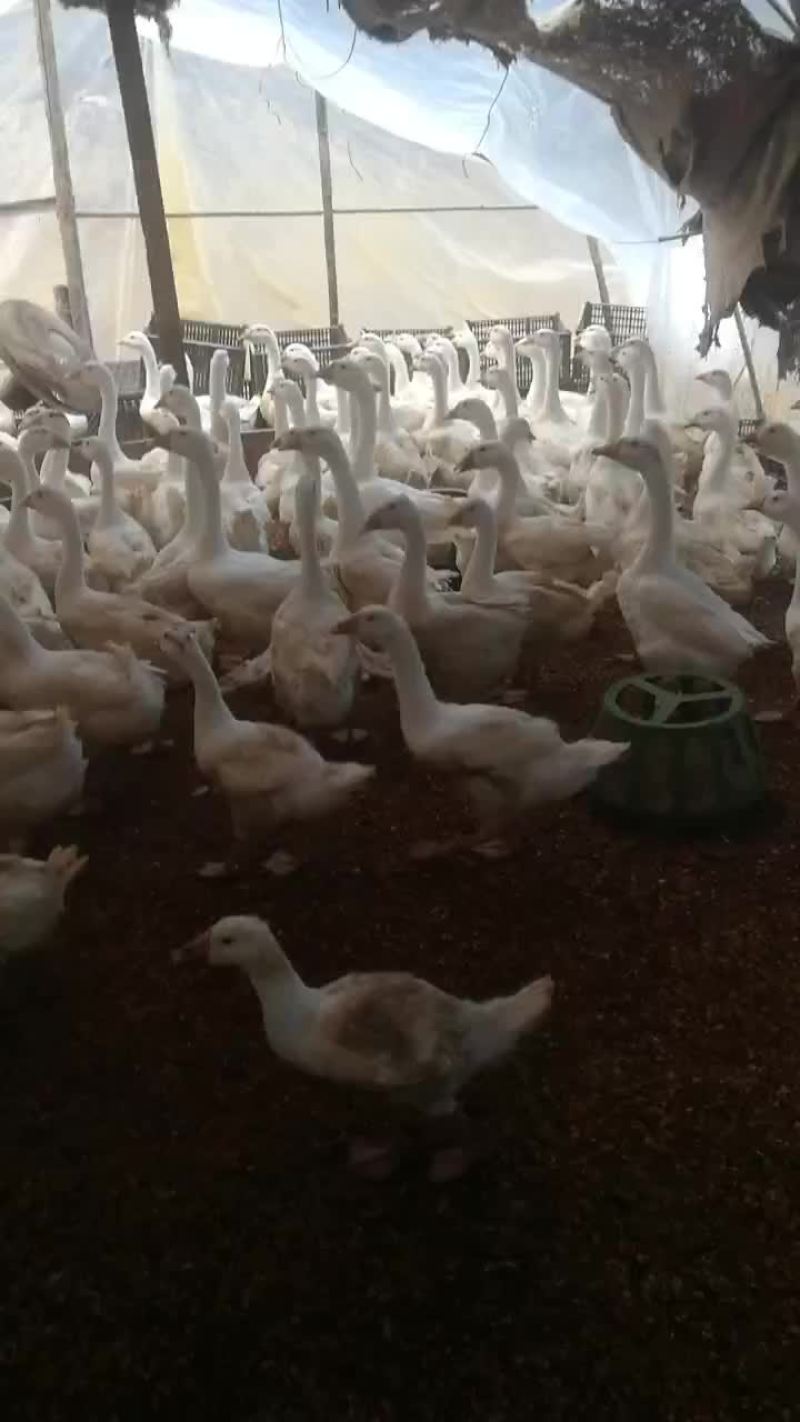 大量土肥鹅出售