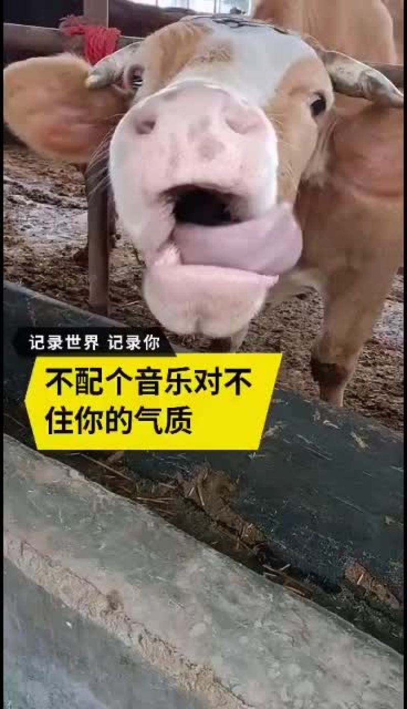 养殖大棚实体厂家华运通一站式服务免费预算设计！量大有优惠