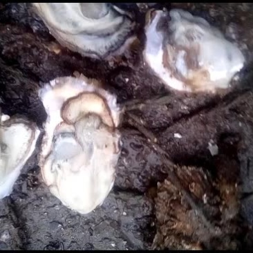 大连生蚝，牡蛎，生蚝，海蛎子