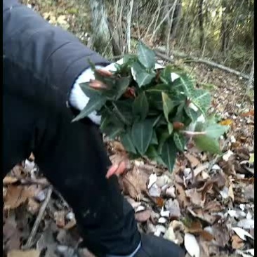 纯野天然的野生金线莲