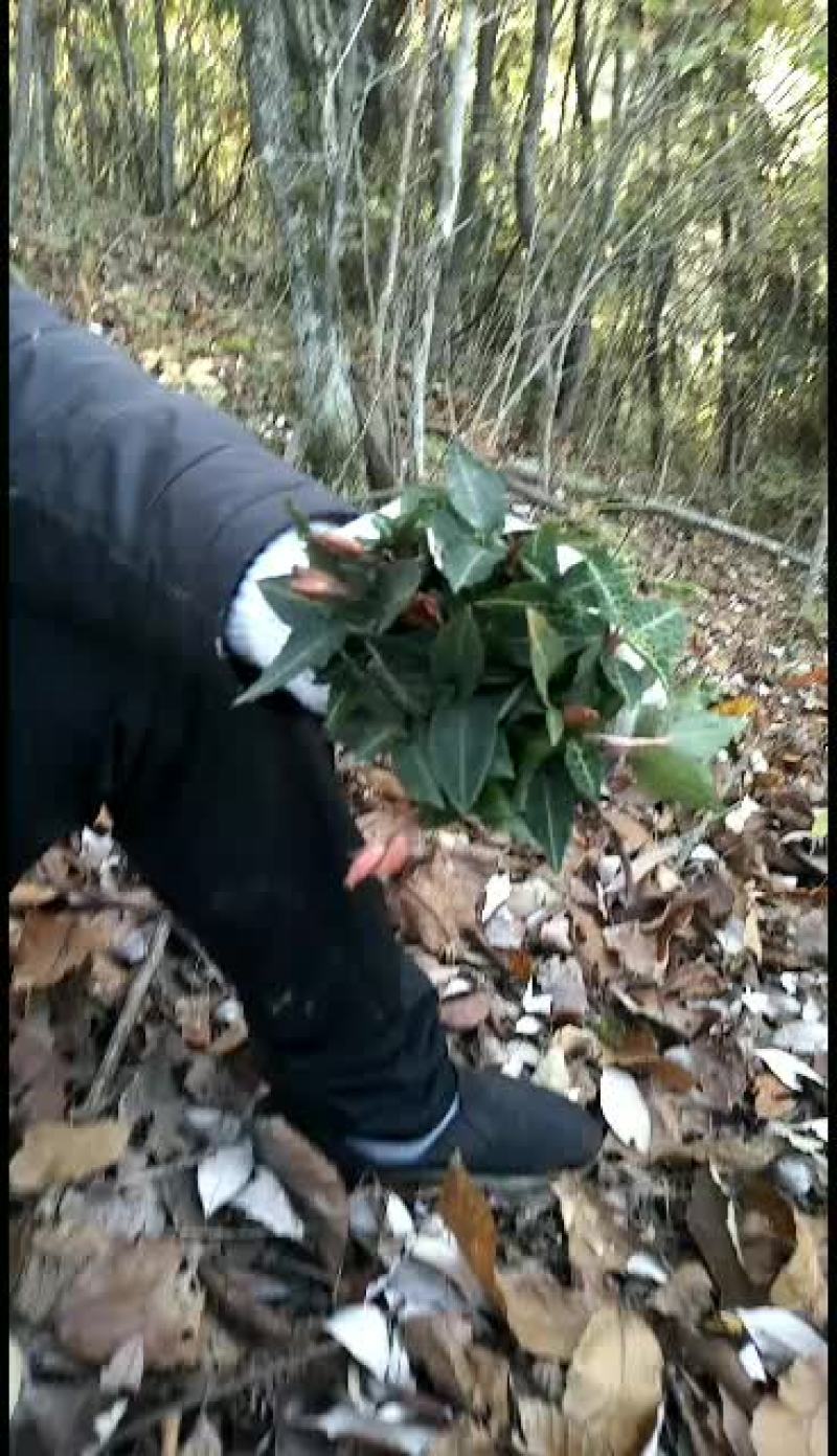 纯野天然的野生金线莲
