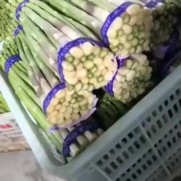 福建精品芦笋，货量多多，需要的老板来约