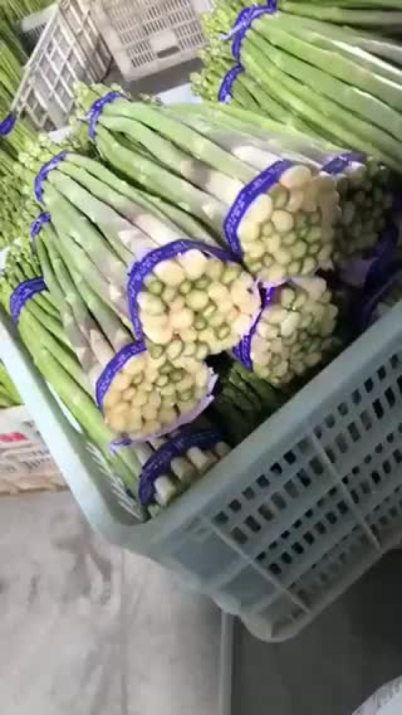 福建精品芦笋，货量多多，需要的老板来约
