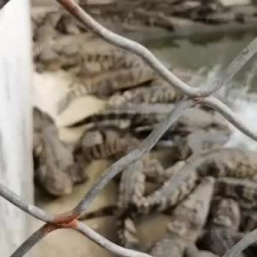 精品鳄鱼苗，中型鳄鱼，大型鳄鱼。