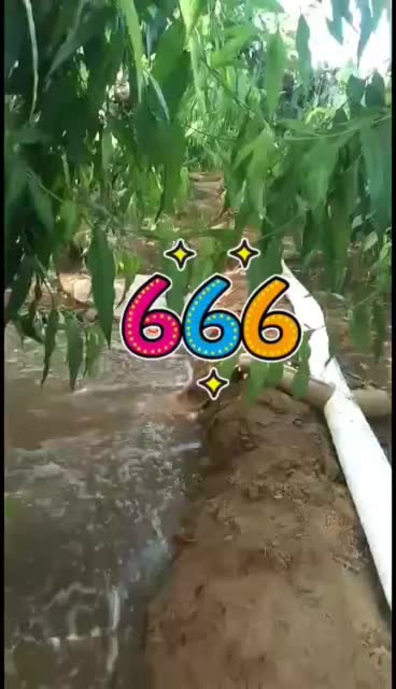 浇地不水带，轻松又方便，喜欢的可以试试！