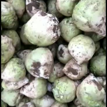 滕州芥菜头大量上市，芥芽今年质量优己开始上市了