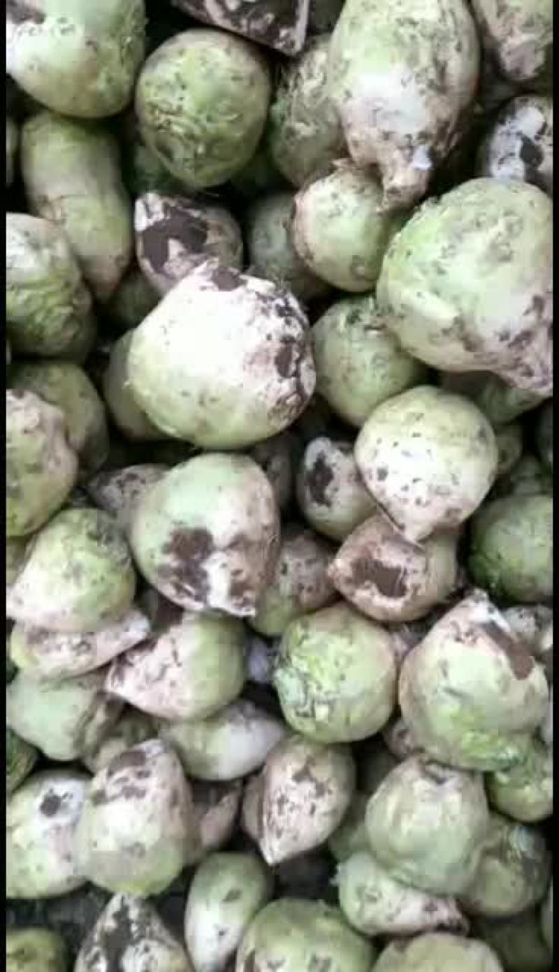 滕州芥菜头大量上市，芥芽今年质量优己开始上市了