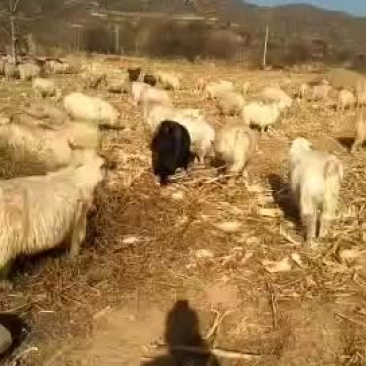 绒山羊绒山羊绒山羊绒山羊