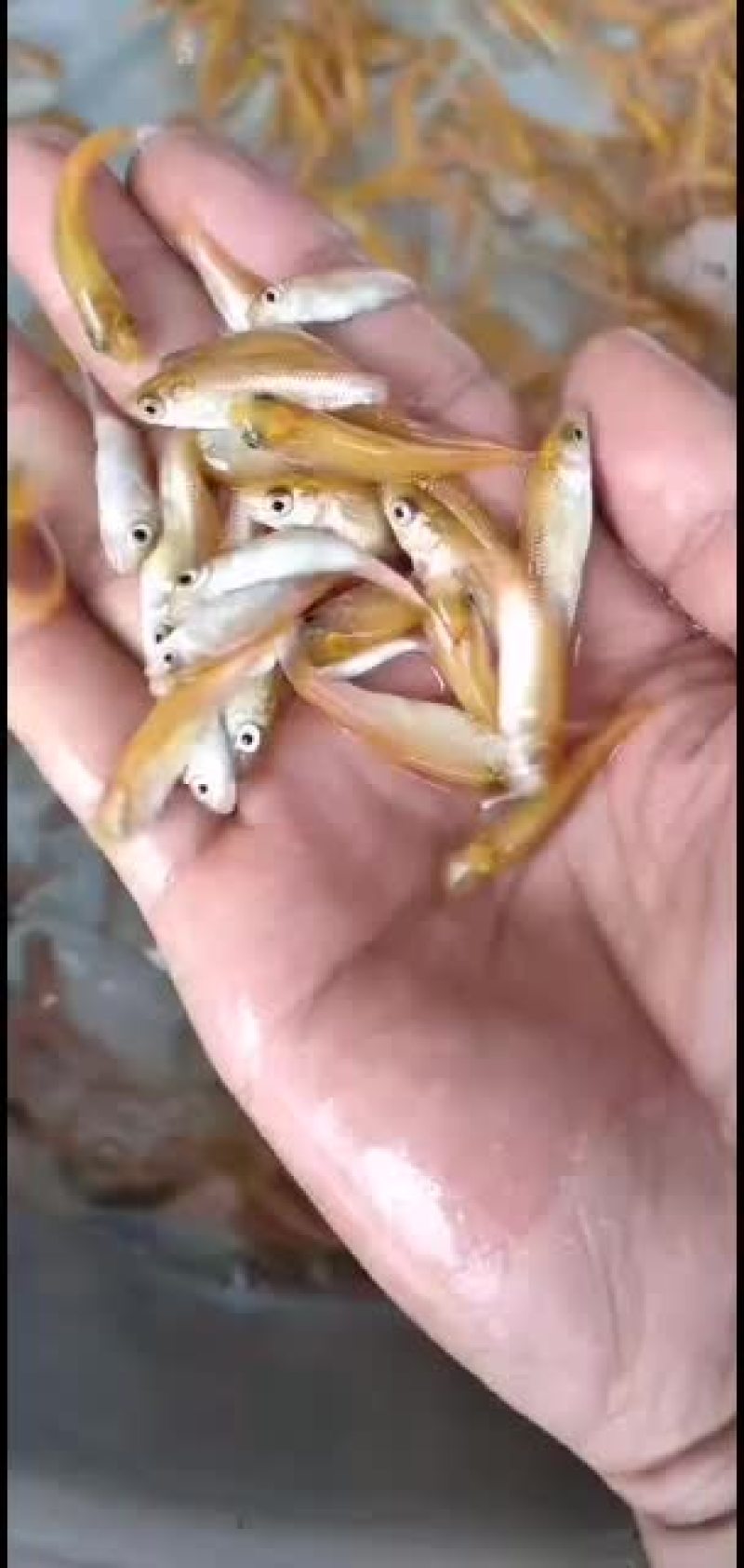 广东肇庆金草鱼苗批发，金丝鲩，俄罗斯金草鱼