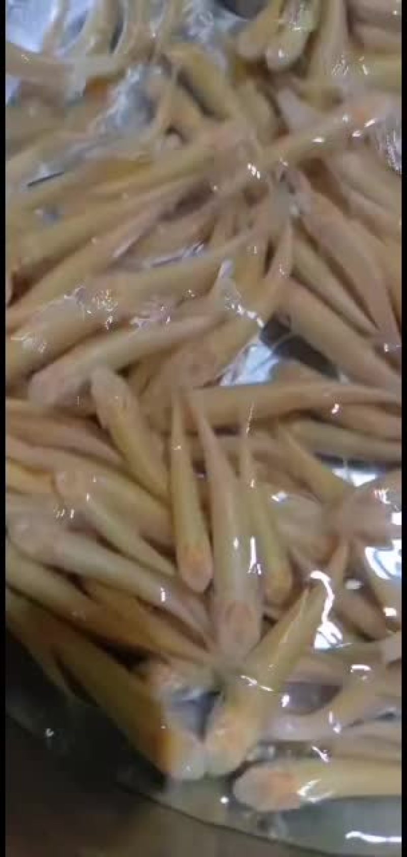 广东肇庆金草鱼苗批发，金丝鲩，俄罗斯金草鱼
