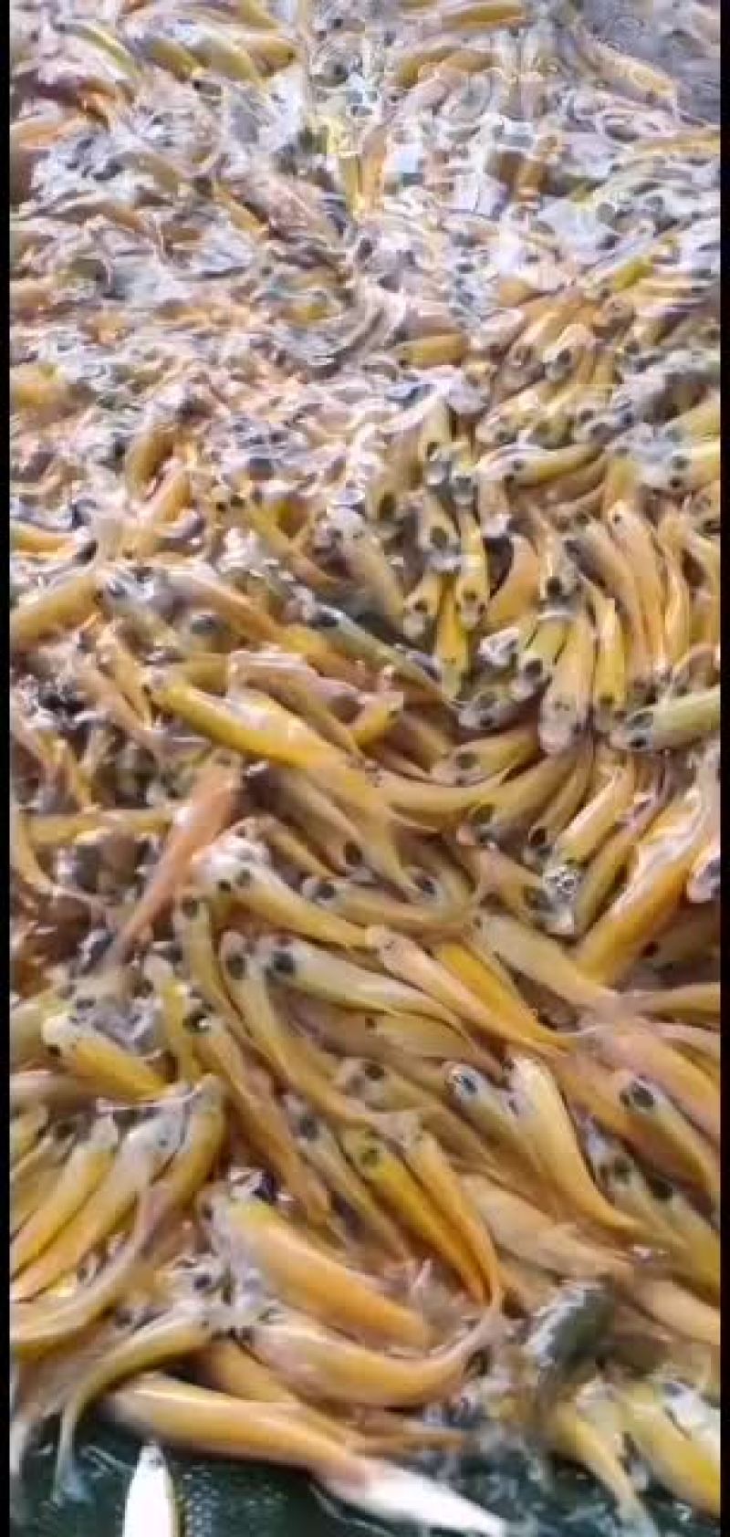 广东肇庆金草鱼苗批发，金丝鲩，俄罗斯金草鱼