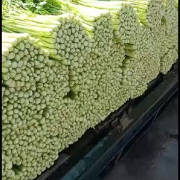 精品去根芹菜45-55公分