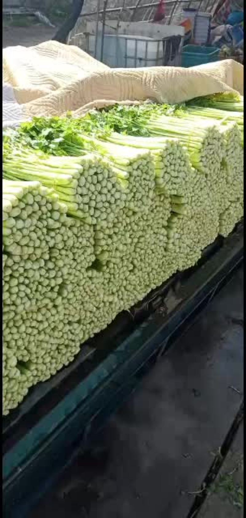 精品去根芹菜45-55公分