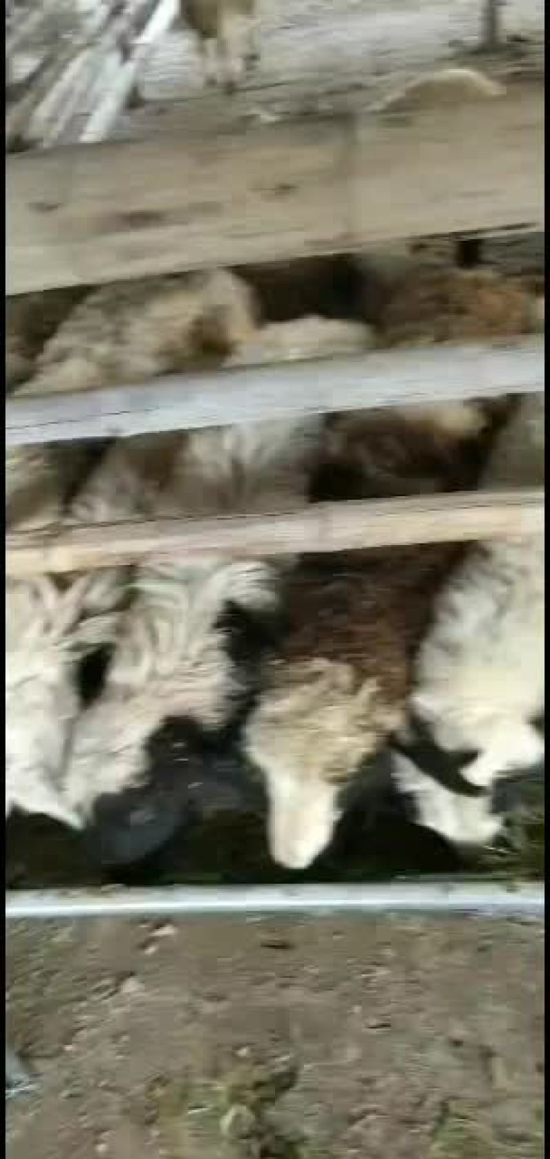 内蒙纯绵羊，非常好饲养