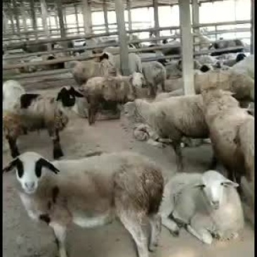 内蒙纯绵羊，非常好饲养