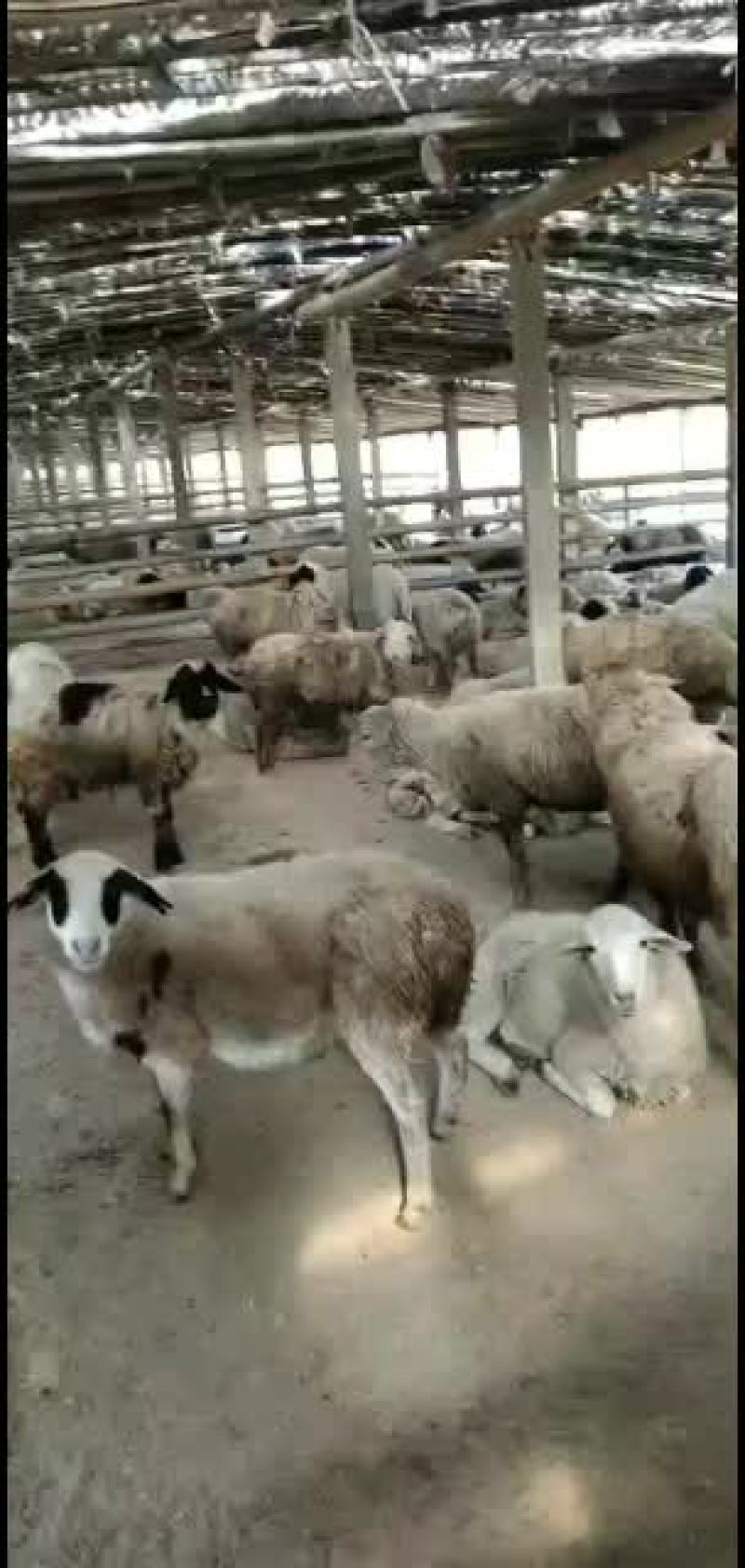内蒙纯绵羊，非常好饲养