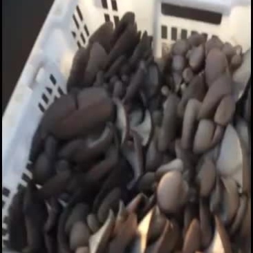 鲜平菇，有兴趣过来的提前联系