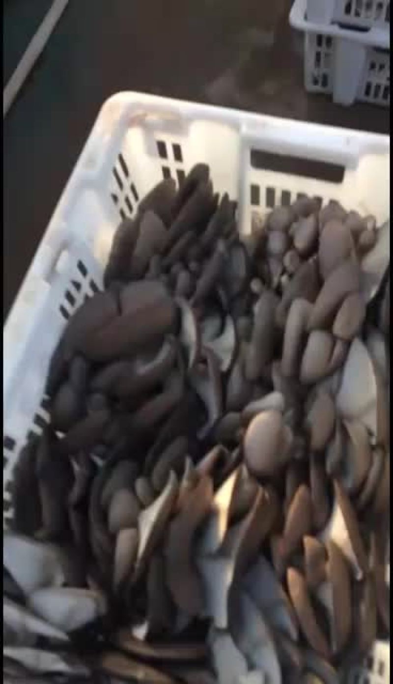 鲜平菇，有兴趣过来的提前联系