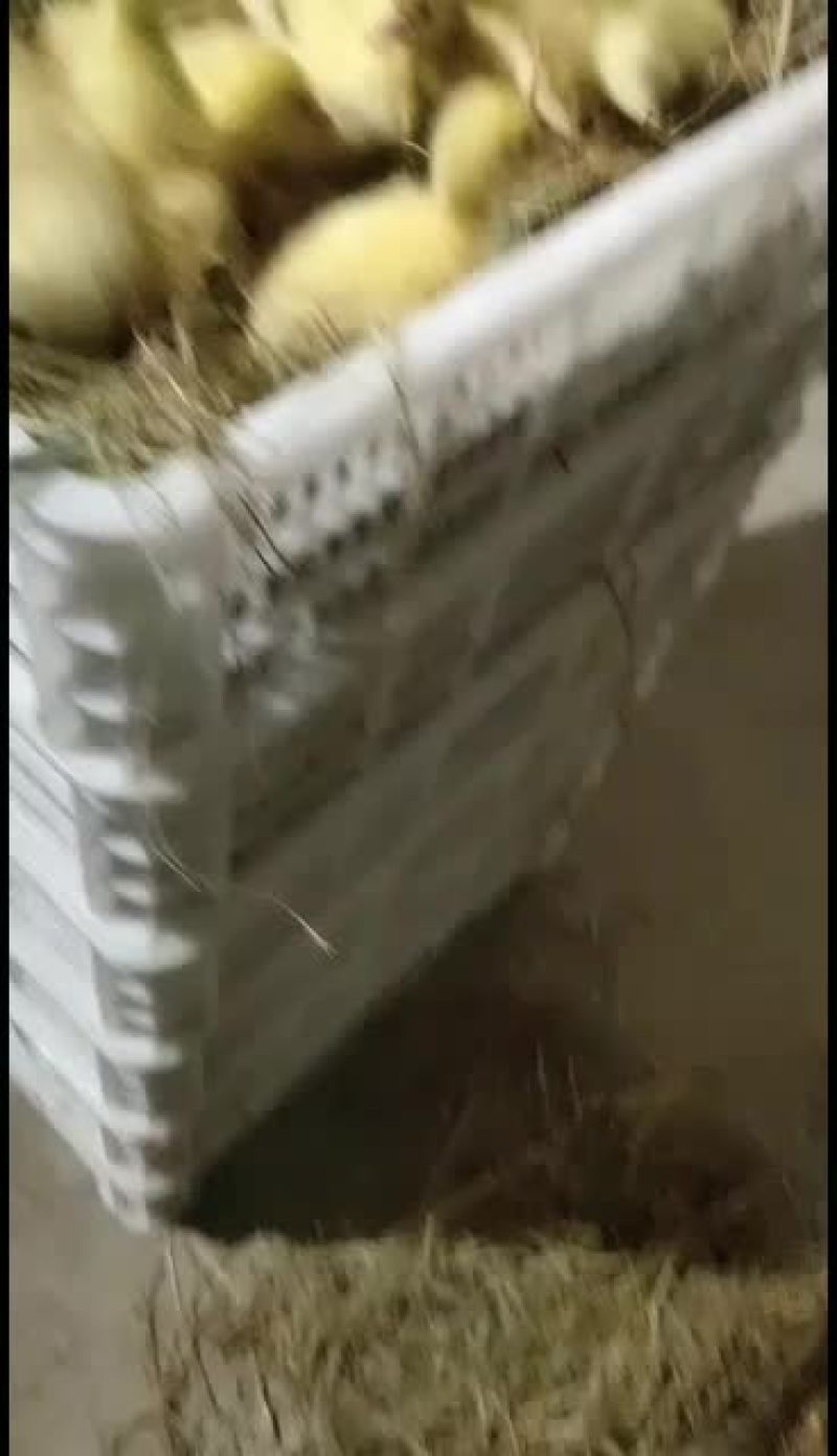 纯三花鹅苗，报七天成活率，出壳防疫，送货上门