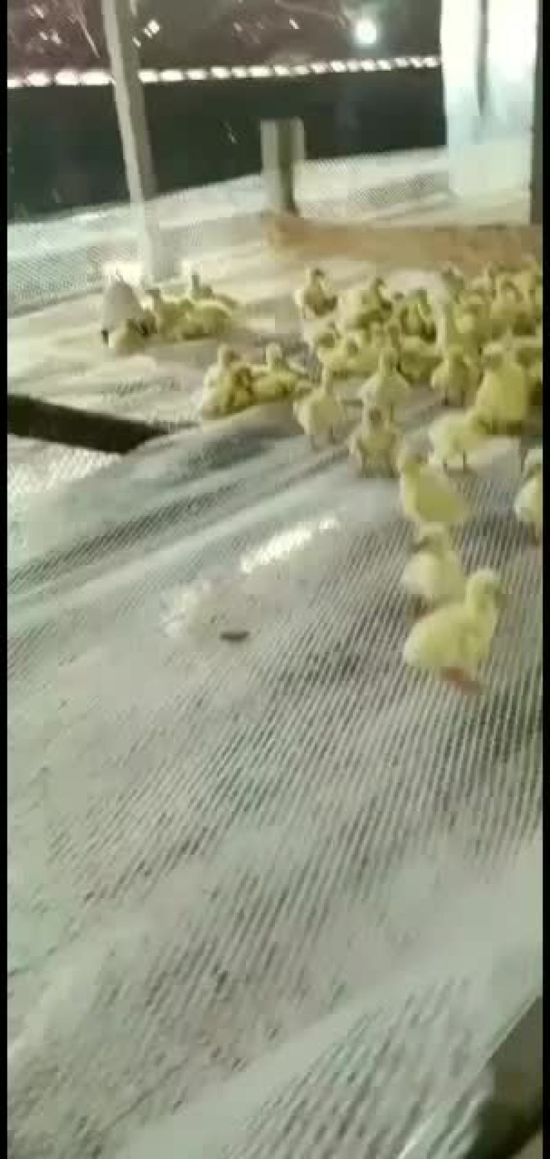 纯三花鹅苗，报七天成活率，出壳防疫，送货上门