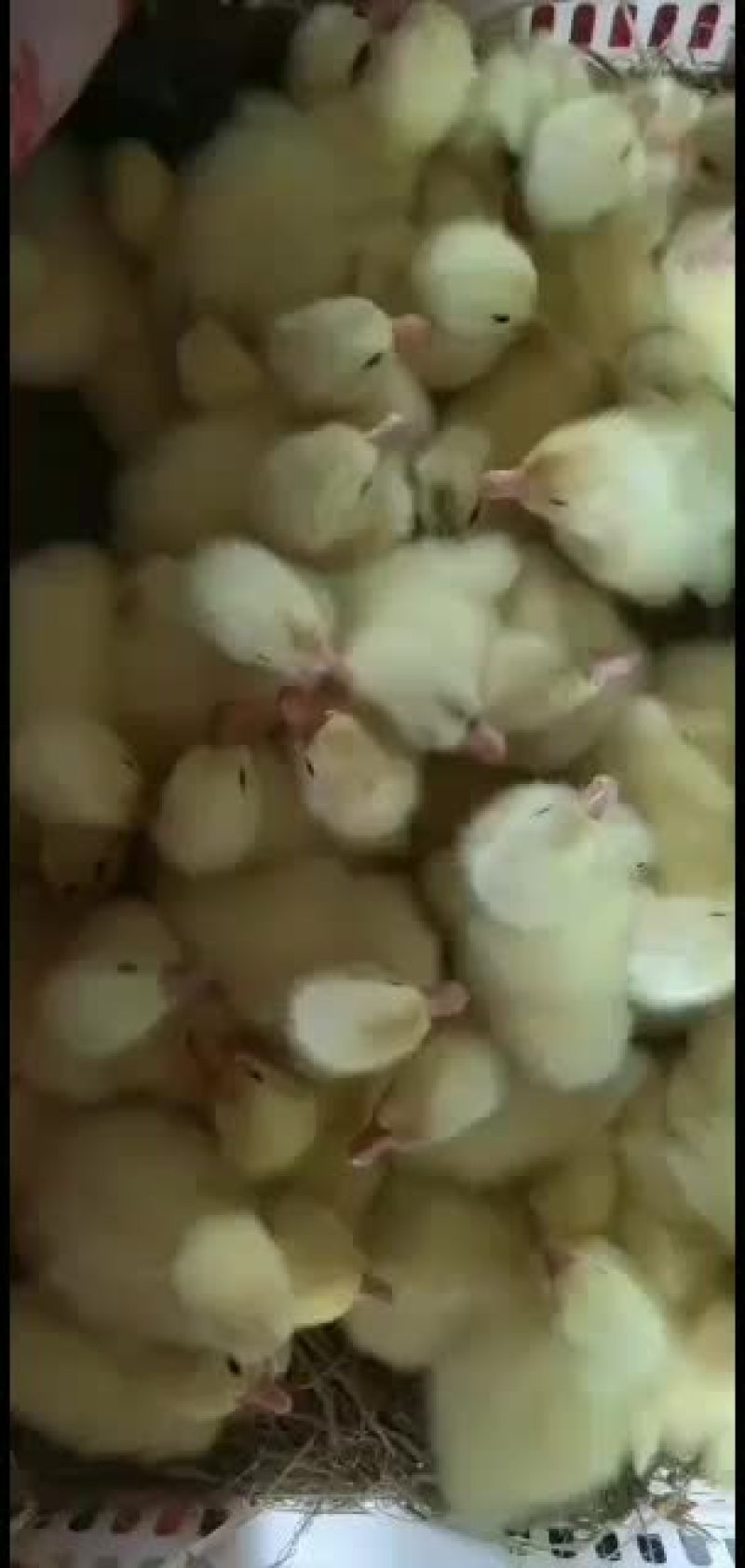 纯三花鹅苗，报七天成活率，出壳防疫，送货上门