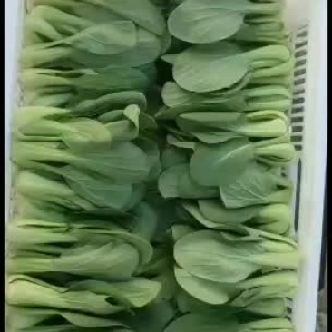 你们想要的油菜，一点毛病没有