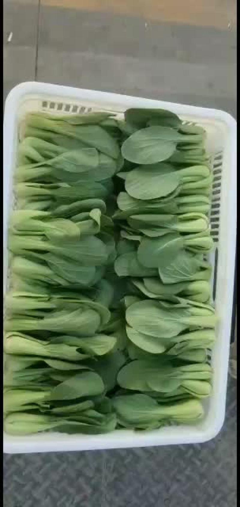 你们想要的油菜，一点毛病没有