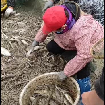 白米虾18751220301价格超便宜