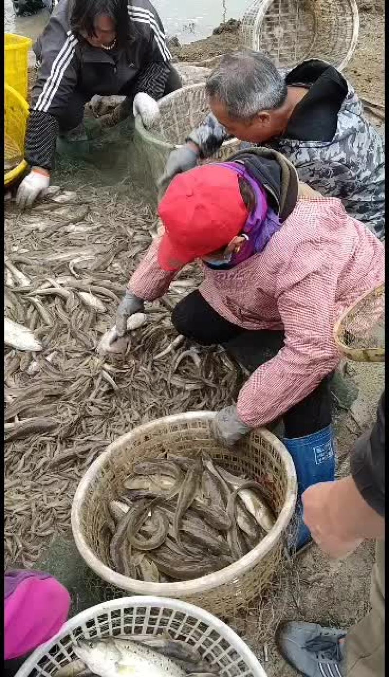 白米虾18751220301价格超便宜