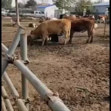肉牛犊西门塔尔牛火爆热销中量大免费运输