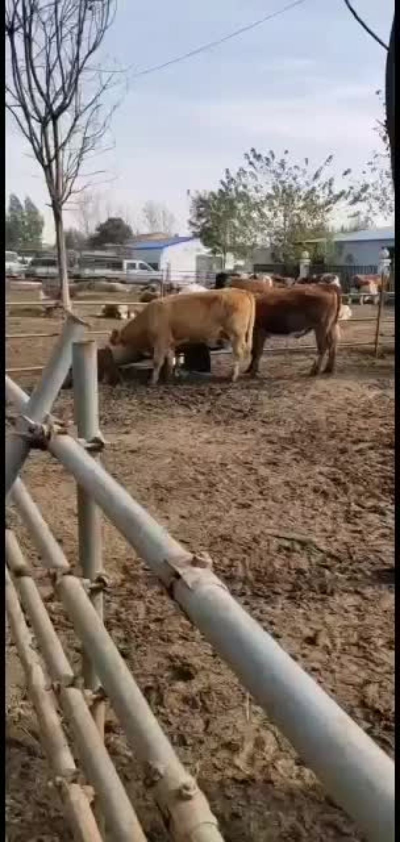 肉牛犊西门塔尔牛火爆热销中量大免费运输