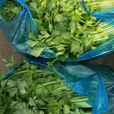 出售各种蔬菜。需要的请与我联系