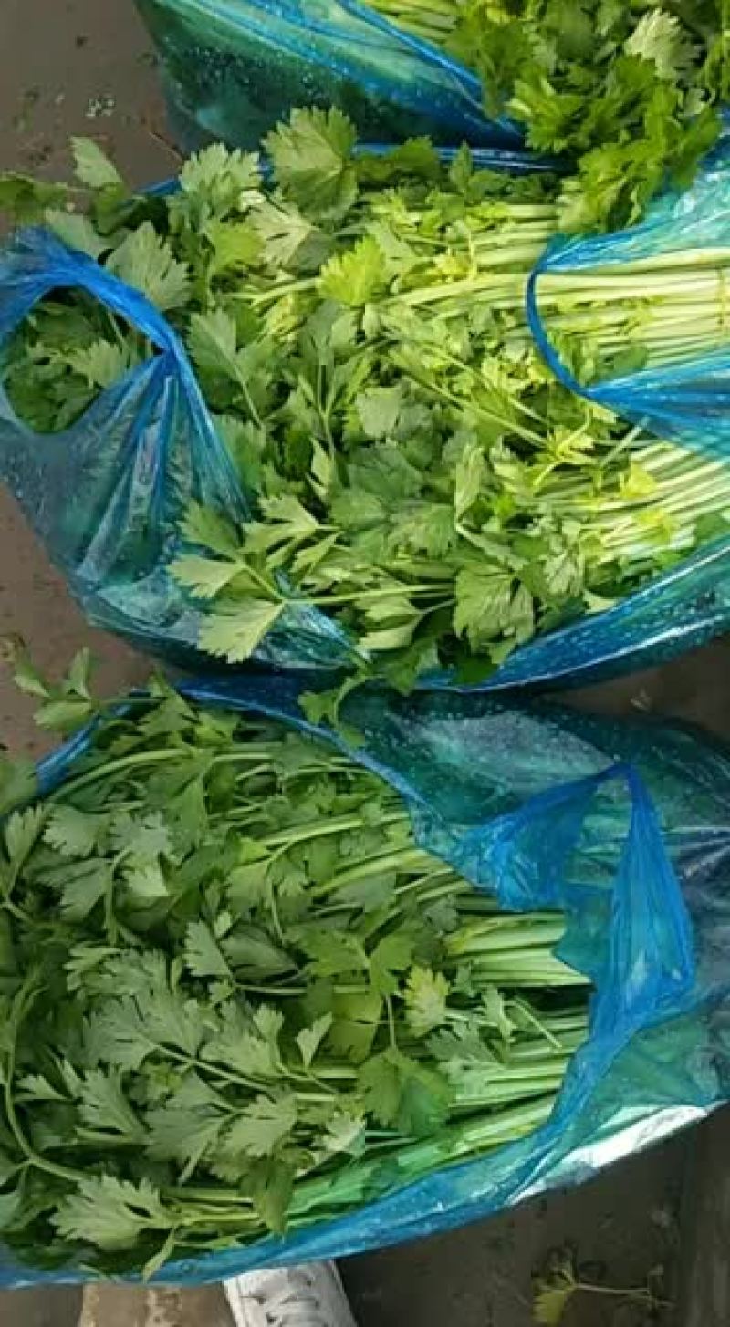 出售各种蔬菜。需要的请与我联系