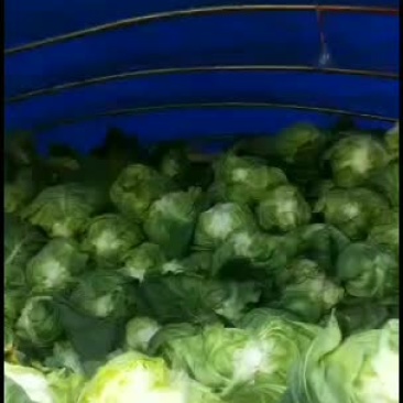 精品。鸡心连花白，基地直销