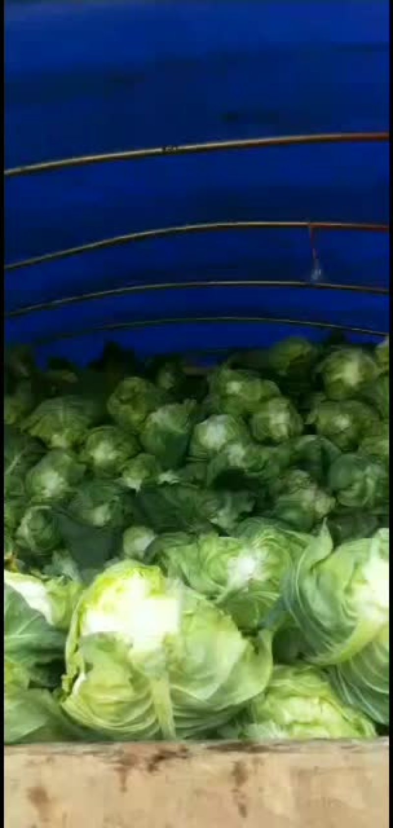 精品。鸡心连花白，基地直销