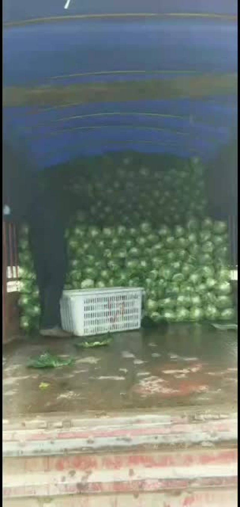 精品。鸡心连花白，基地直销