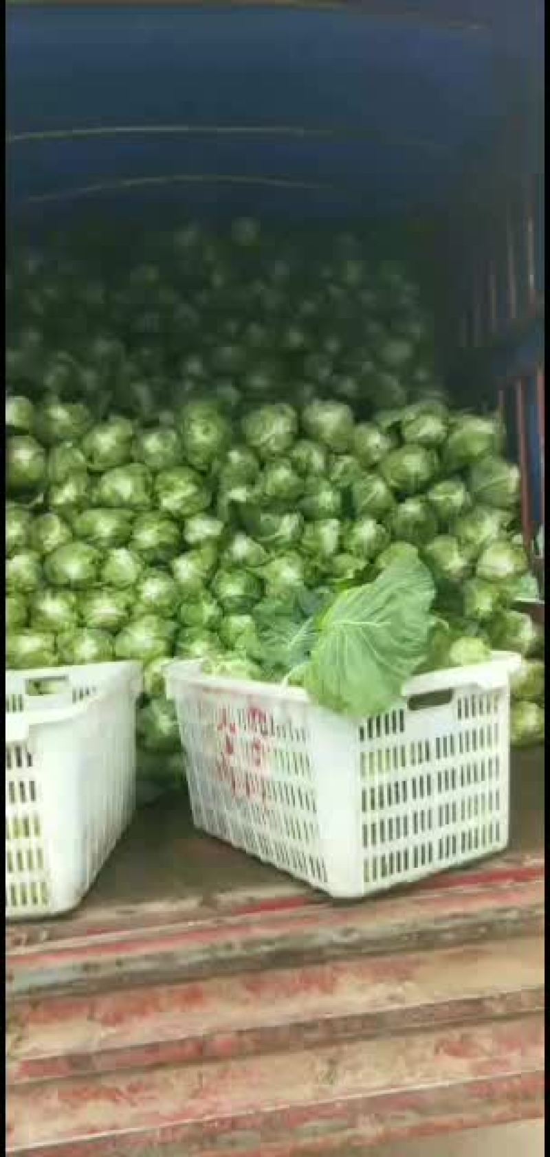 精品。鸡心连花白，基地直销