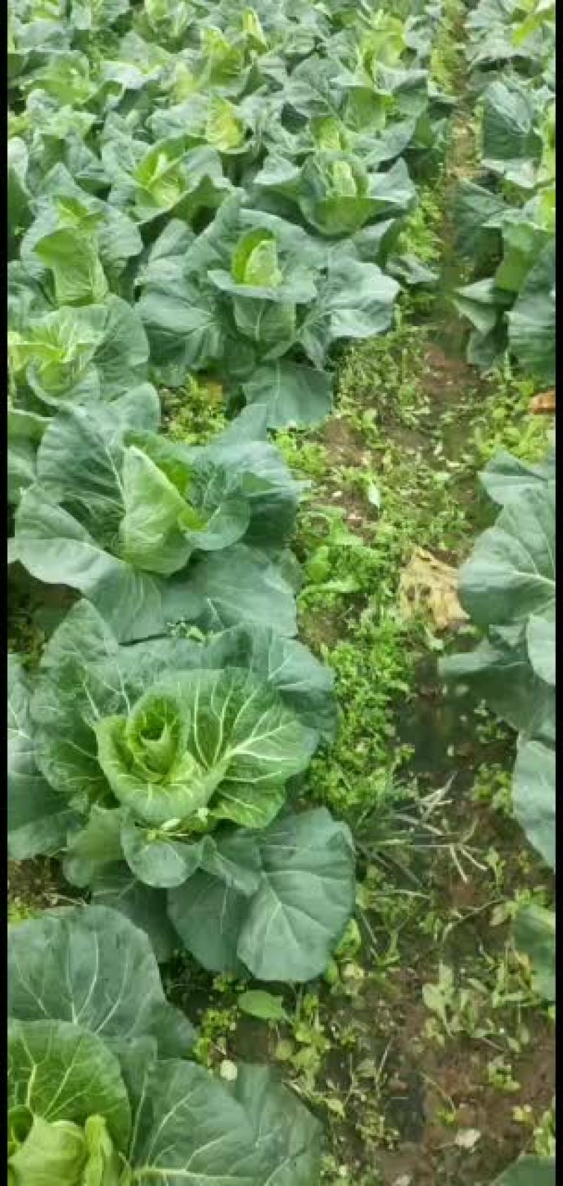精品。鸡心连花白，基地直销
