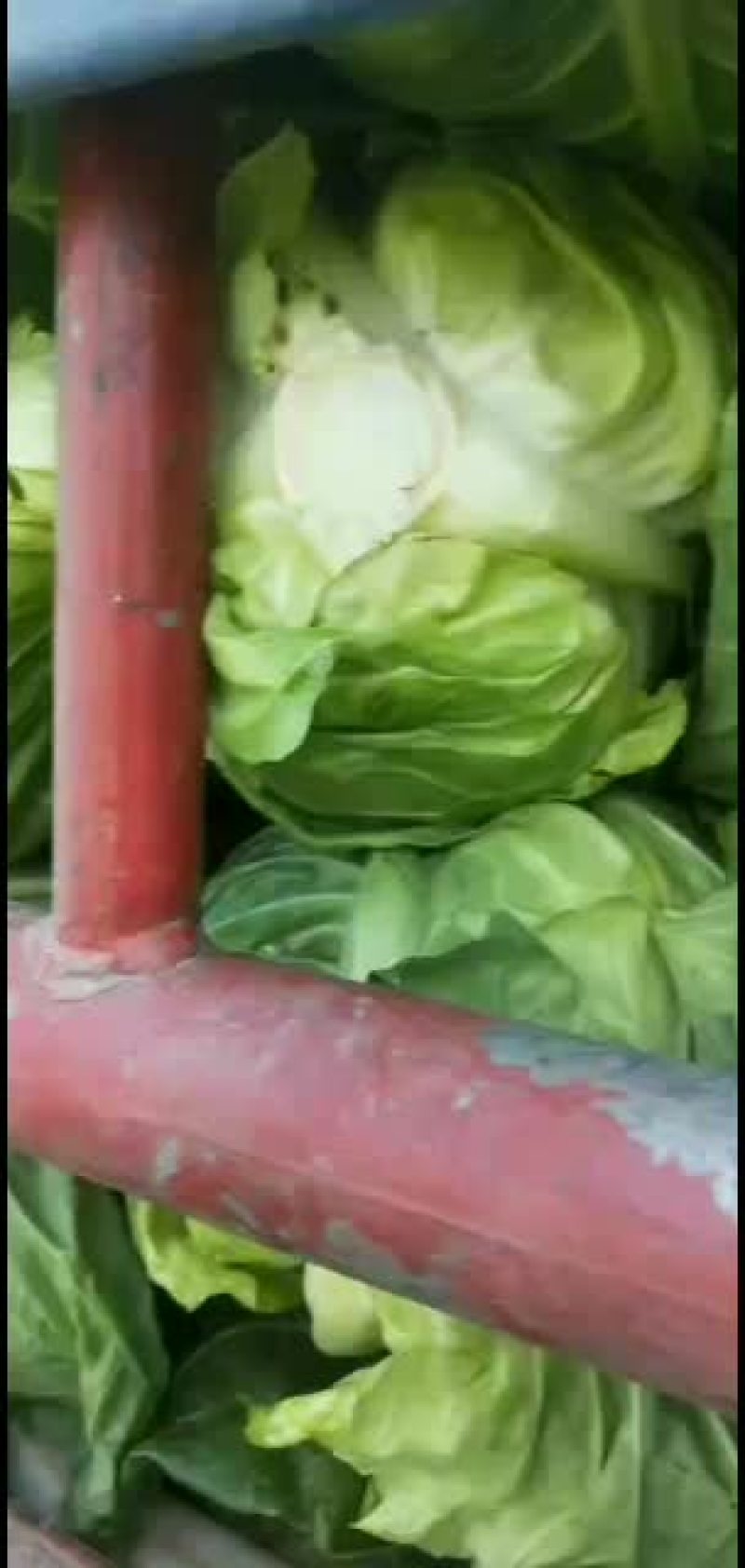 精品。鸡心连花白，基地直销