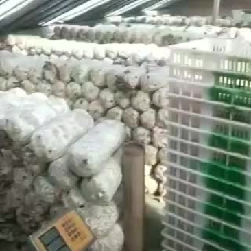 天气好，蘑菇长的快，但还是供不应求，再有一星期应该能充足