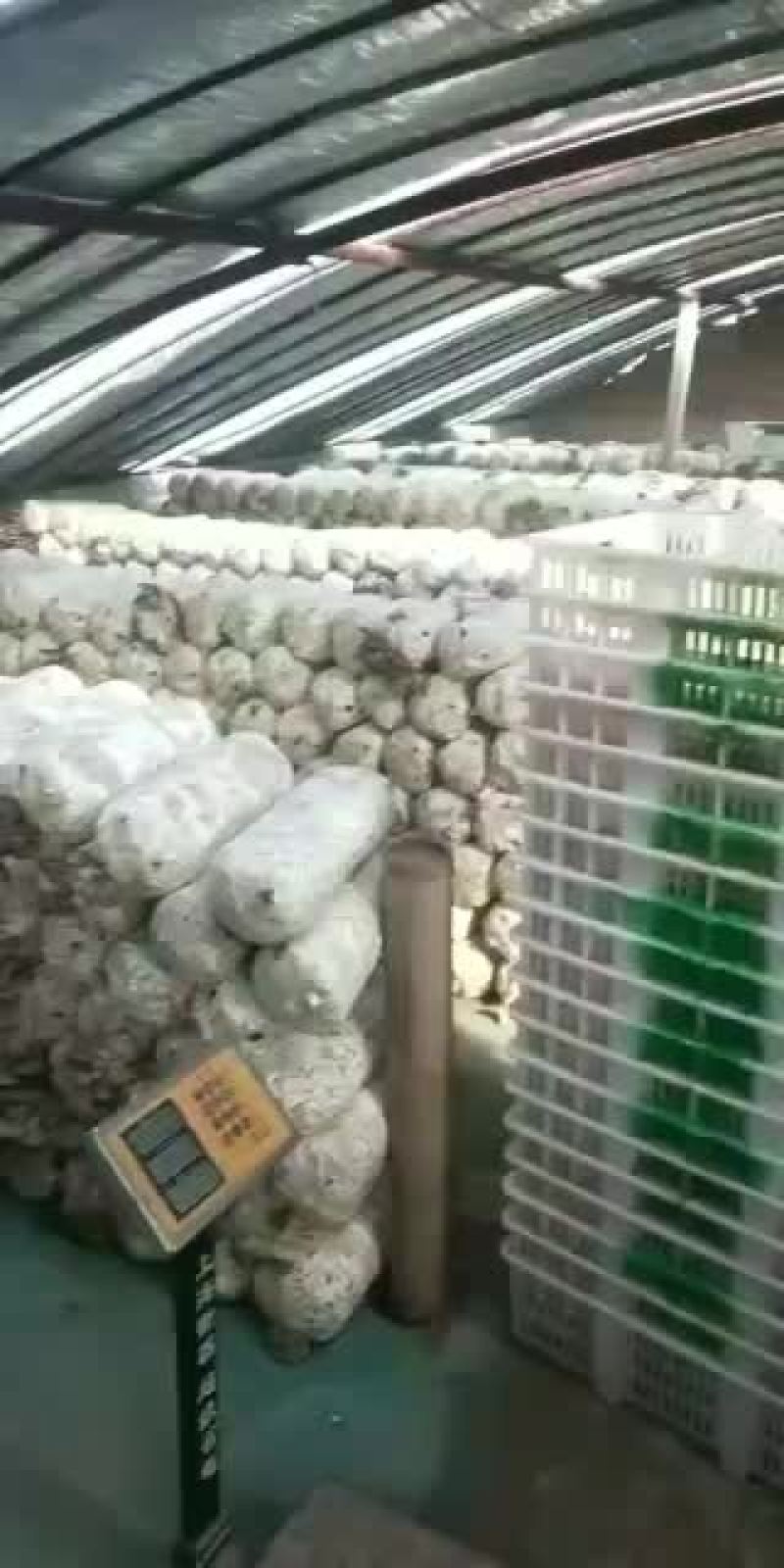 天气好，蘑菇长的快，但还是供不应求，再有一星期应该能充足