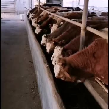 自家场里养的西门塔尔牛犊免费送货