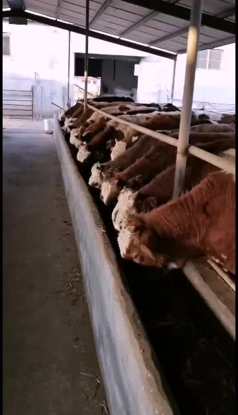 自家场里养的西门塔尔牛犊免费送货