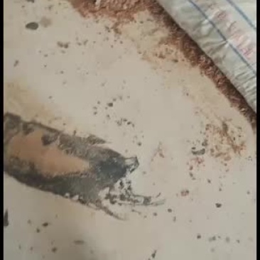 花生饼油光锃亮，跟油锅里捞出来的一样。