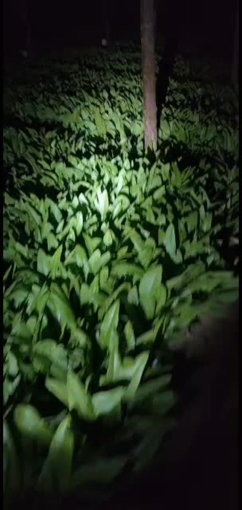 油麦菜精品油麦菜，各种精品叶菜大量上市。