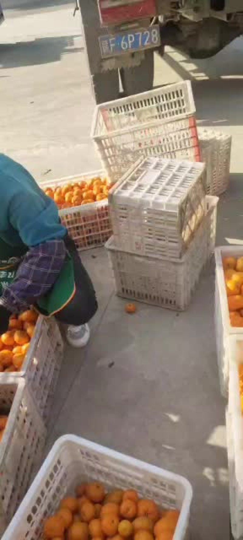 南丰蜜橘今年果好亮，又口感好，又红又大望各位老板来订购