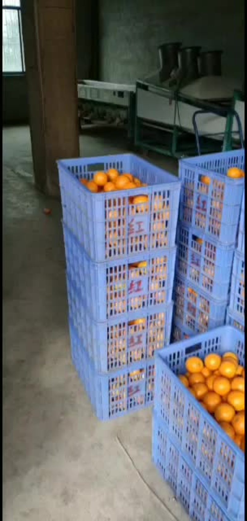 永兴冰糖橙农业合作社