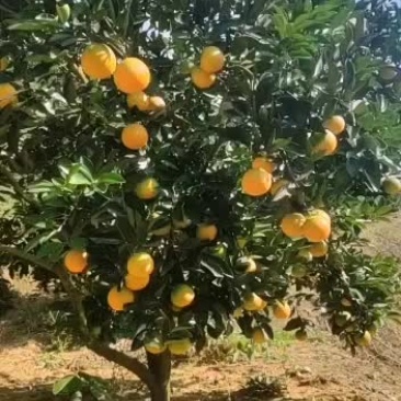 永兴冰糖橙农业合作社